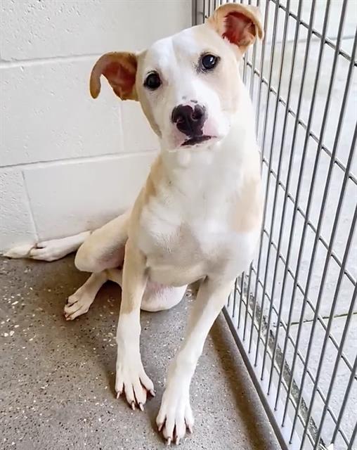 adoptable Dog in Houston, TX named DUMPLING