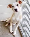 adoptable Dog in  named DUMPLING