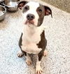 adoptable Dog in  named ALASTOR