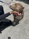 adoptable Dog in  named GRAYSON