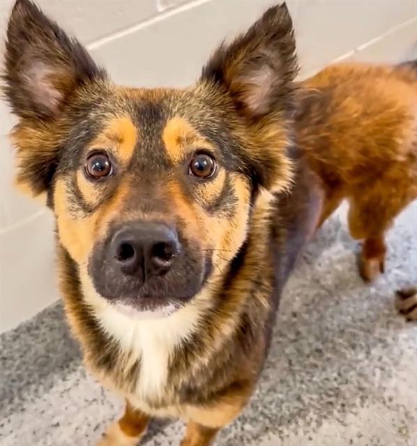 adoptable Dog in Houston, TX named YVETTE
