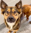 adoptable Dog in  named YVETTE