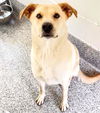 adoptable Dog in  named CAMILLO