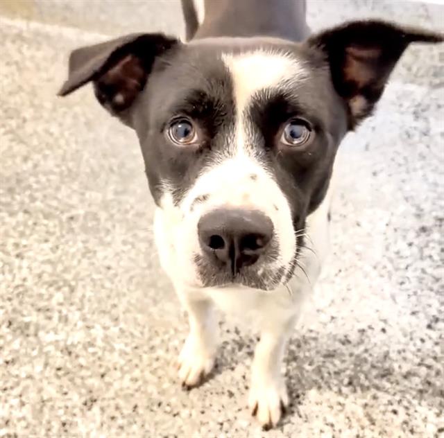 adoptable Dog in Houston, TX named BARK EFRON