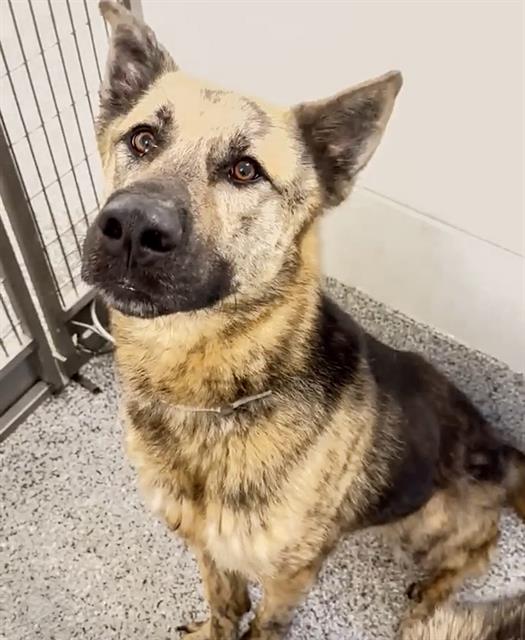 adoptable Dog in Houston, TX named AMAR