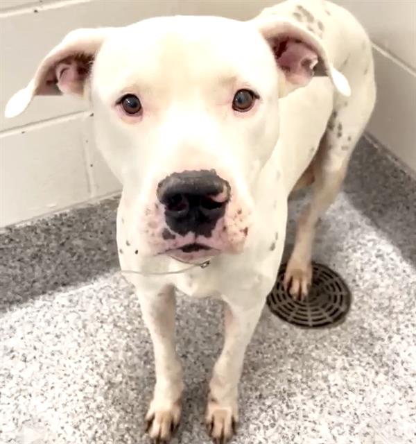 adoptable Dog in Houston, TX named BACON