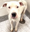adoptable Dog in  named BACON