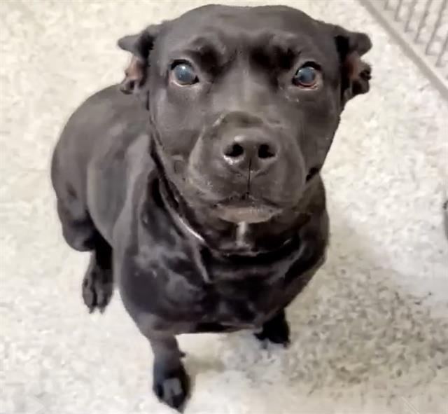 adoptable Dog in Houston, TX named A639636