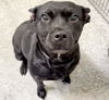 adoptable Dog in  named A639636