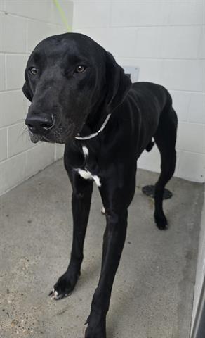 adoptable Dog in Houston, TX named JACK