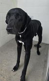 adoptable Dog in  named JACK