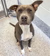 adoptable Dog in  named TWINKLE