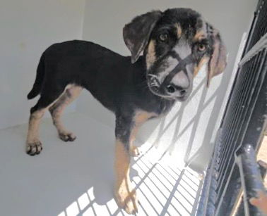 adoptable Dog in Houston, TX named RACHELLE