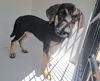 adoptable Dog in  named RACHELLE