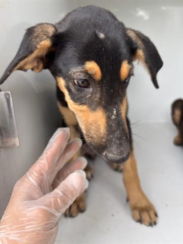 adoptable Dog in Houston, TX named SIMONE