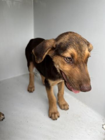 adoptable Dog in Houston, TX named ALVIN