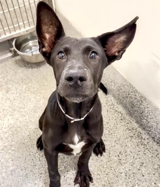 adoptable Dog in Houston, TX named A639738