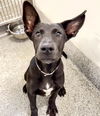 adoptable Dog in  named A639738