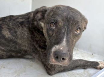 adoptable Dog in Houston, TX named A639743