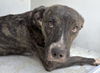 adoptable Dog in  named A639743
