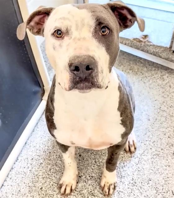 adoptable Dog in Houston, TX named SPECKLES