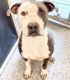 adoptable Dog in  named SPECKLES