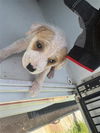 adoptable Dog in  named A639736