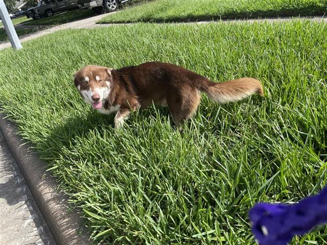 adoptable Dog in Houston, TX named LIEUTENANT DAN