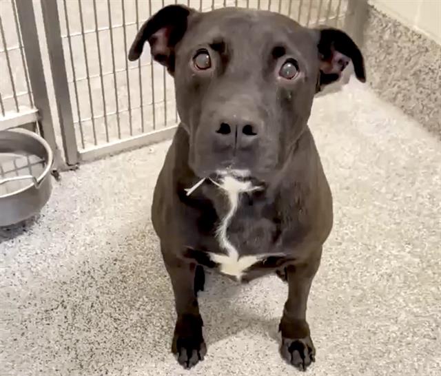 adoptable Dog in Houston, TX named LUIGI