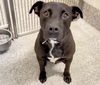 adoptable Dog in  named LUIGI