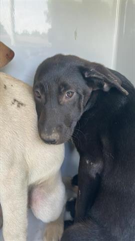 adoptable Dog in Houston, TX named A639782