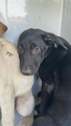 adoptable Dog in  named A639782