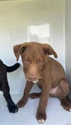 adoptable Dog in  named A639784
