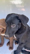 adoptable Dog in  named A639785
