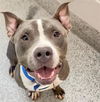 adoptable Dog in  named A639790
