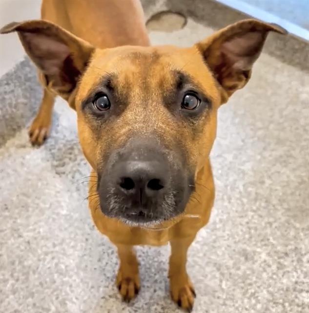 adoptable Dog in Houston, TX named RICHARD