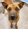 adoptable Dog in  named RICHARD