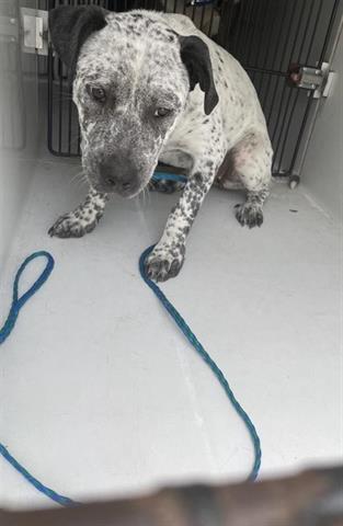 adoptable Dog in Houston, TX named MAISE