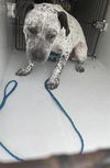 adoptable Dog in  named CECILLY