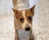 adoptable Dog in  named BOYSENBERRY