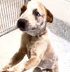 adoptable Dog in  named STRAWBERRY