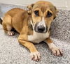 adoptable Dog in  named DAVEIGH