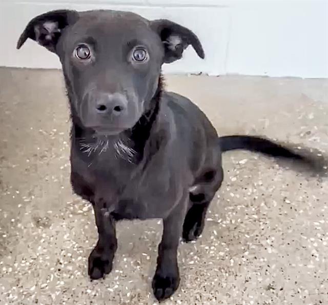 adoptable Dog in Houston, TX named A639830