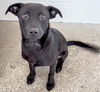 adoptable Dog in  named A639830