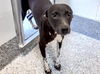 adoptable Dog in  named DINOSAUR