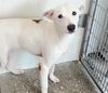 adoptable Dog in  named A639834