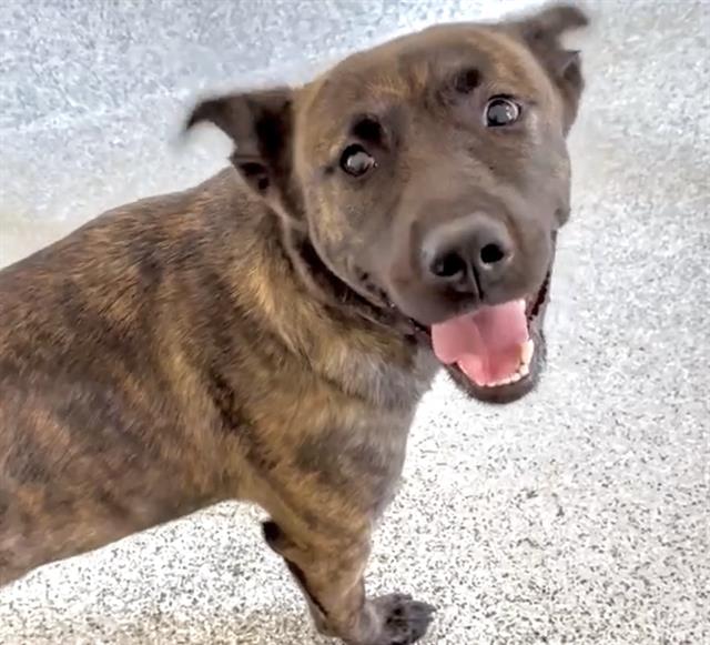 adoptable Dog in Houston, TX named A639796