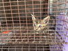 adoptable Cat in houston, TX named AZULA