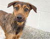 adoptable Dog in  named RYDER