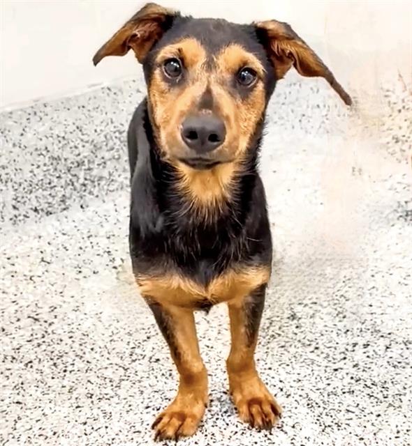 adoptable Dog in Houston, TX named RYLAN
